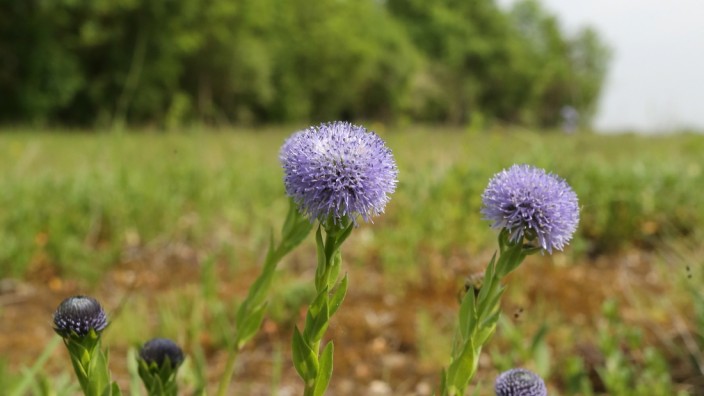 Naturschätze: Die Blaue Kugelblume ist eine Alpenpflanze, die in der letzten Eiszeit in die Garchinger Heide kam.