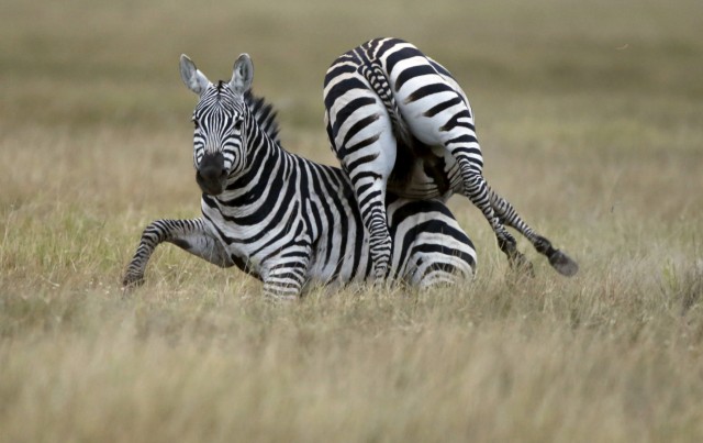Zebras tussle in Amboseli National park