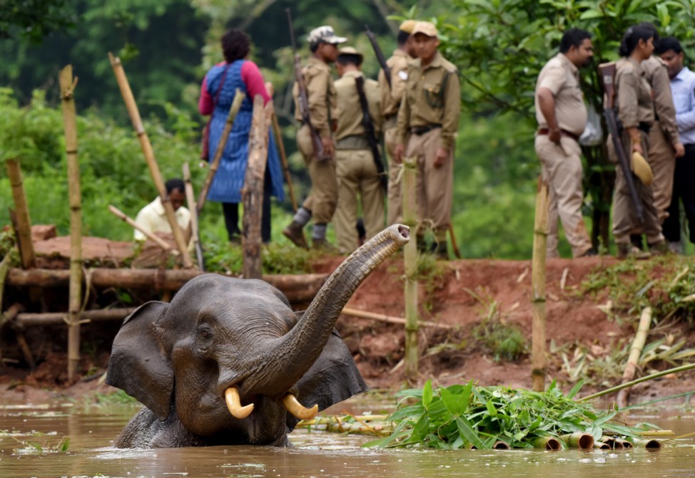 Forest officials try to rescue an injured elephant who fell into a pond at the Amchang Wildlife Sanctuary on the outskirts of Guwahati