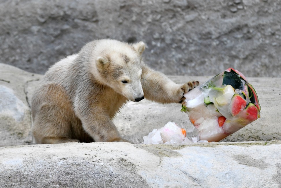 Eisbaeren: Mutter Giovanna und Tochter Quintana; Eisbär Mädchen Quintana im Tierpark Hellabrunn