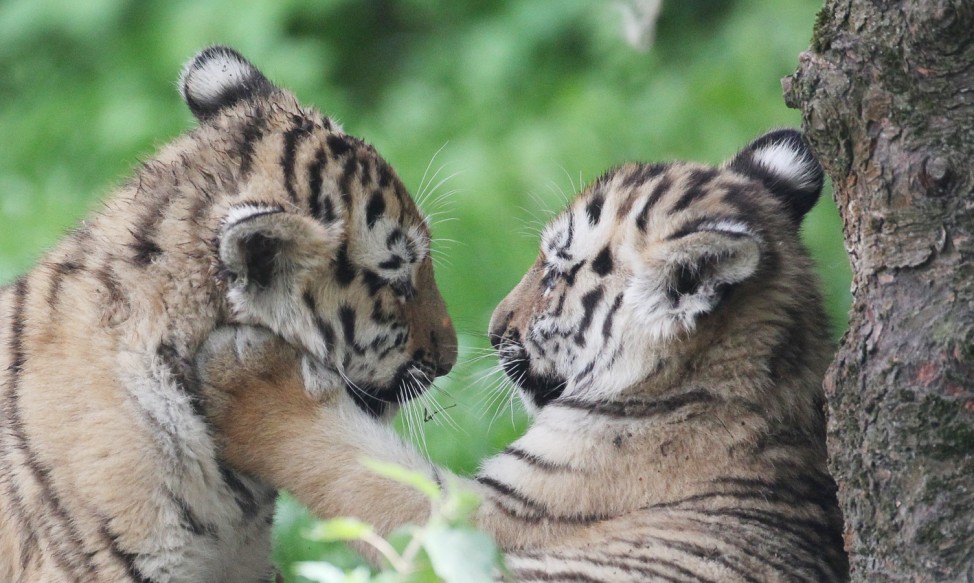 Tiger im Leipziger Zoo getauft