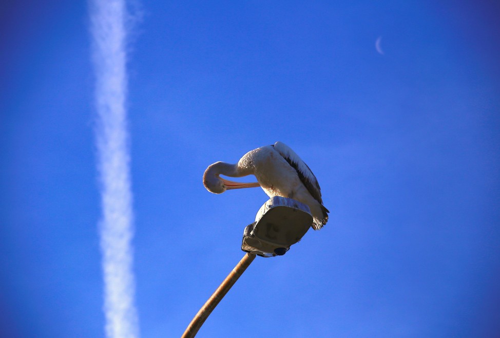 A plane's trail and the moon can be seen behind a Pelican, Australia's largest flying bird, as it cleans itself atop a street light on an Autumn day in the northern beaches suburb of Narrabeen in Sydney, Australia