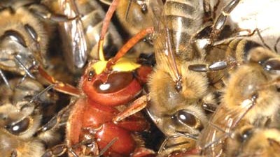 Bienen-Kampf: Honigbienen bedrängen eine Hornisse.