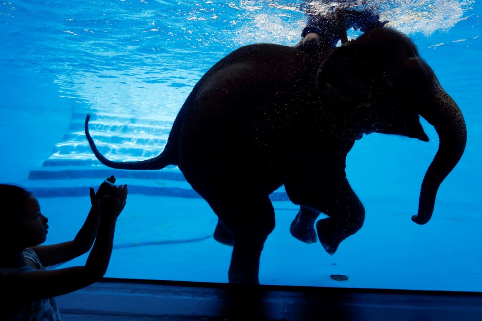 A girl takes a picture while an elephant and its mahout swim at Khao Kheow Zoo in Chonburi, outside Bangkok