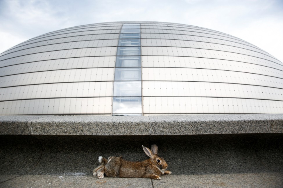 A pet rabbit sits in front of the National Centre for the Performing Arts in Beijing