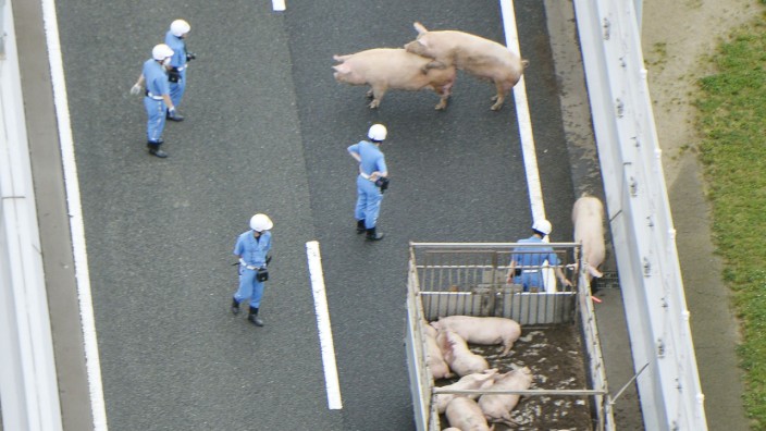 Photo taken from a Kyodo News helicopter shows police officers trying to catch escaped pigs on a highway in the western Japan city of Ikeda