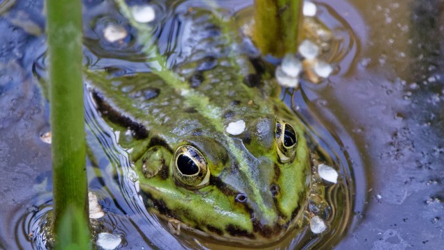 In Biotopen unterwegs : Der Frosch lebt im Feuchtbiotop Seeberg.