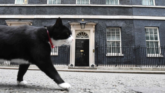 Wahlen in Großbritannien: Kater Palmerston, offizieller Mäusefänger des britischen Außenministeriums, spaziert am Tag nach der Wahl vor dem benachbarten Wohnsitz von Premierministerin May.