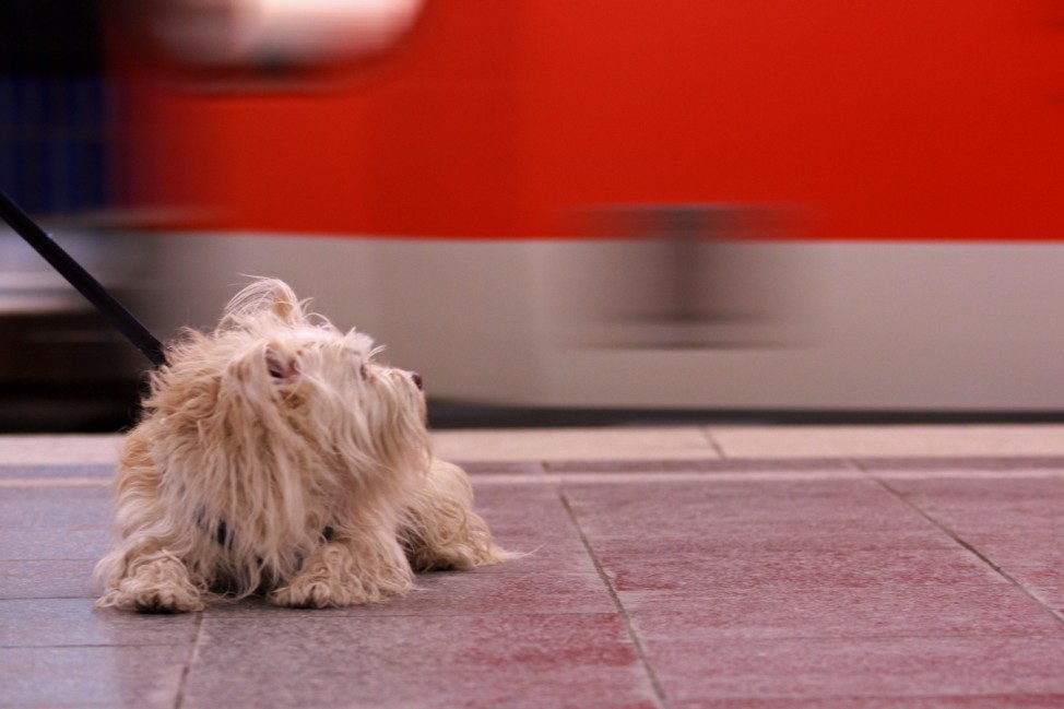 Hund in der Münchner S-Bahn, 2010