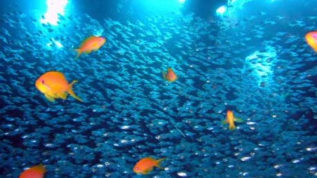 Unterwasserwelt im Roten Meer, pixelio