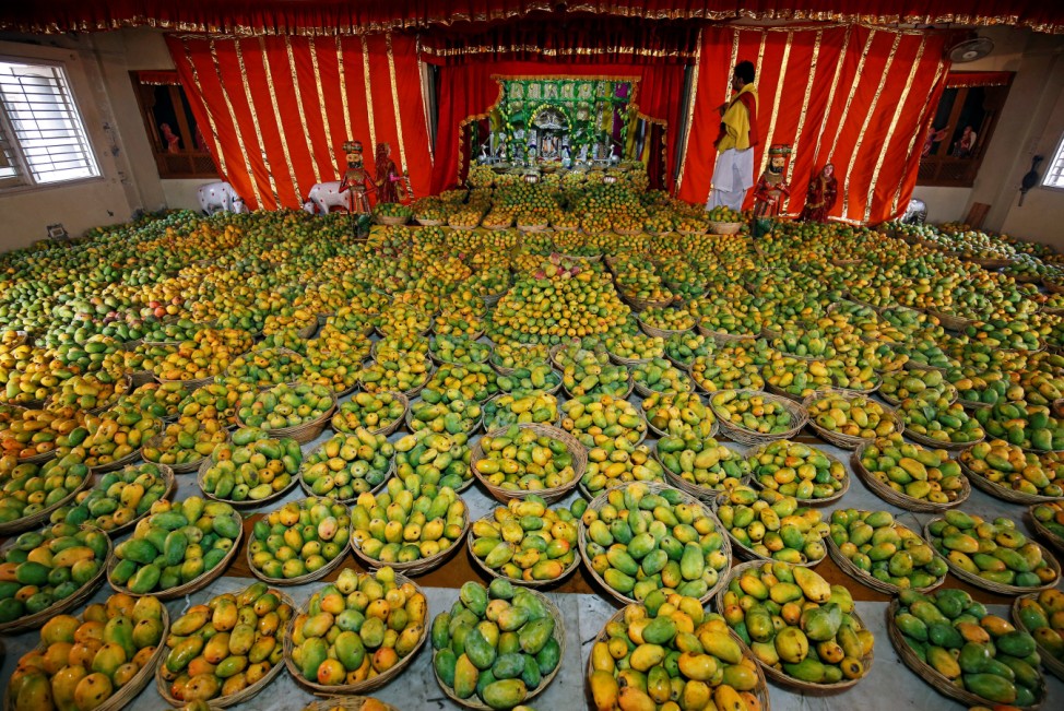 A priest stands next to mangoes offered by devotees to Hindu God Krishna during a mango festival at a temple in Ahmedabad
