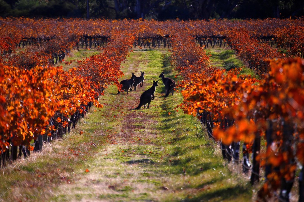 A group of Kangaroos can be seen between rows of vines at the Charles Melton vineyard located in the Barossa Valley, north of Adelaide in Australia