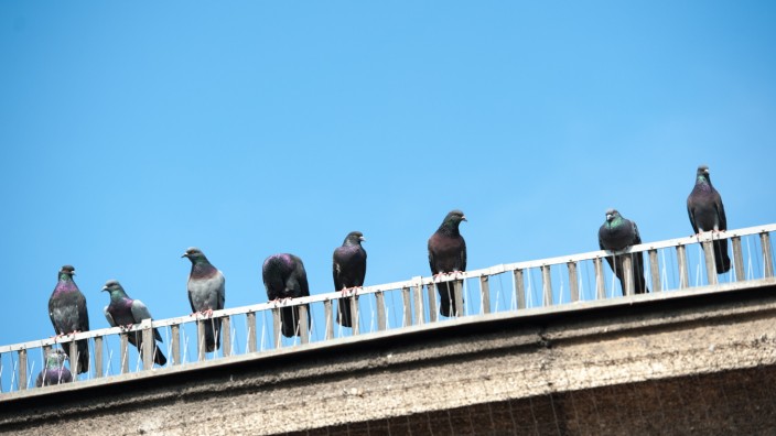 München heute: Die Stadt München will die vielen Tauben loswerden.