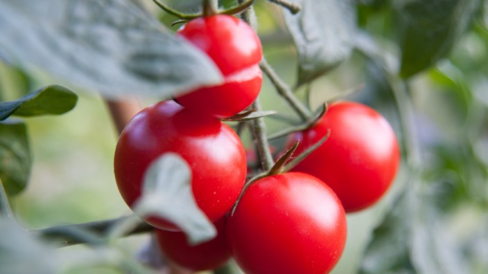 Muss man die Blätter der Tomaten entfernen?