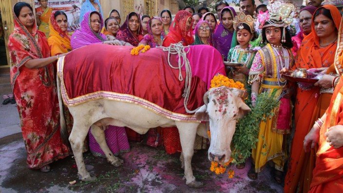 Kuhhandel in Indien: Eine Puja zu Ehren der Kuh im indischen Jodhpur.