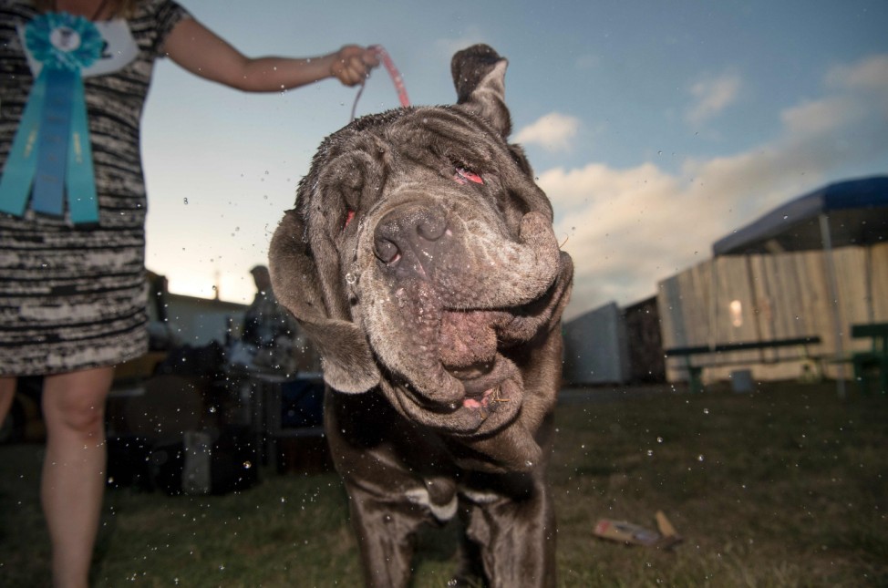 The Sonoma-Marin Fair Hosts Annual Ugliest Dog Contest