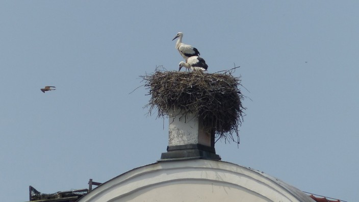 Storchennachwuchs in Benediktbeuern: Dieses Jahr nistet ein neues Storchenpaar auf dem Dach des Klosters Benediktbeuern. Die Zugvögel haben bereits Nachwuchs - das Bild zeigt die beiden Jungtiere im Nest.