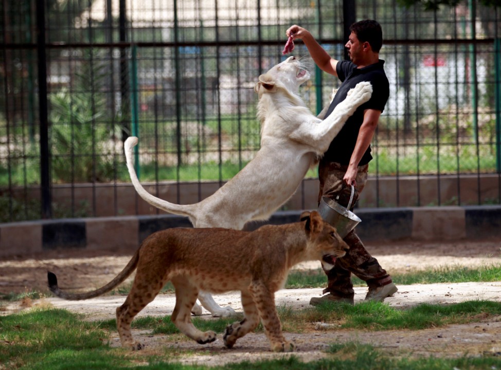 A keeper feeds a white lion at Al Zawra zoo in Baghdad