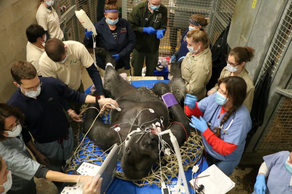 Little Joe, a western lowland gorilla, is put under anesthesia at Franklin Park Zoo for a general physical examination in Boston