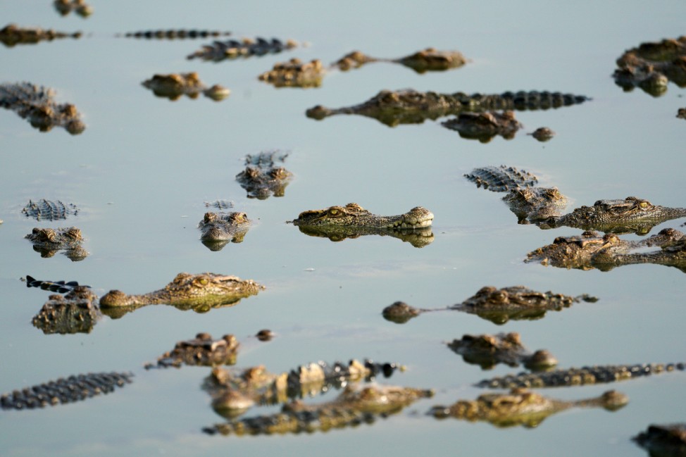 The Wider Image: Thailand's crocodile farms