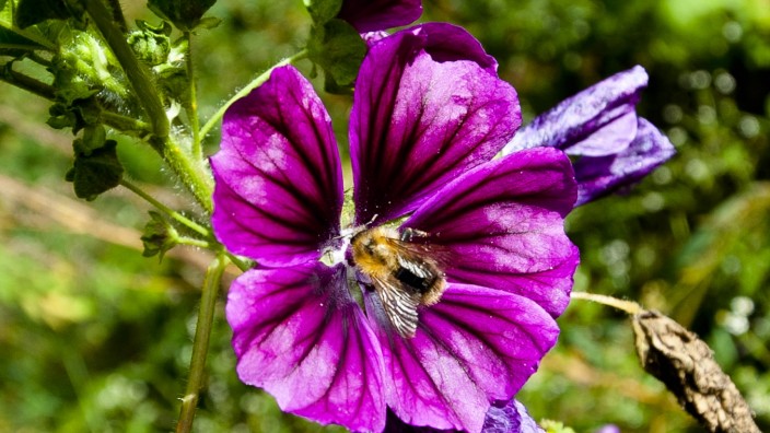 Wiesen für Insekten: Nahrung für Bienen und andere Arten: Das erhoffen sich der Landesbund für Vogelschutz und die Kommunen von dem Projekt "Blühender Landkreis".