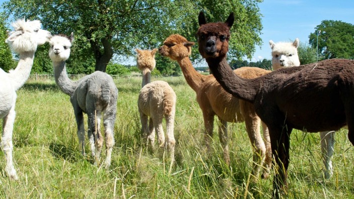 Tiere im Trend: Sie sind kleiner als Lamas, aber sie spucken auch: Alpakas.