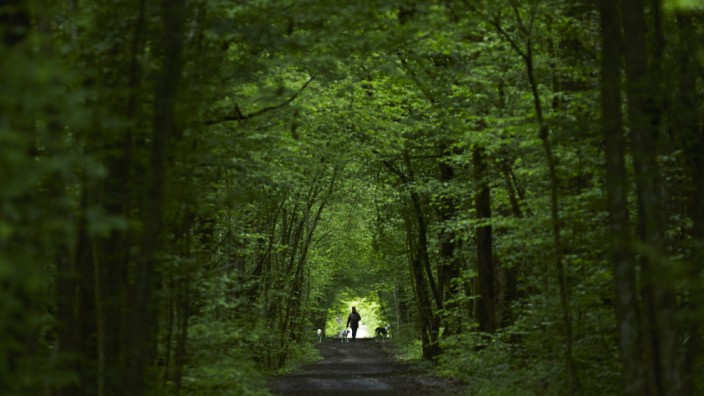A woman walks with her greyhound dogs along a path in the Durand forest near the French border to Switzerland in Ferney Voltaire