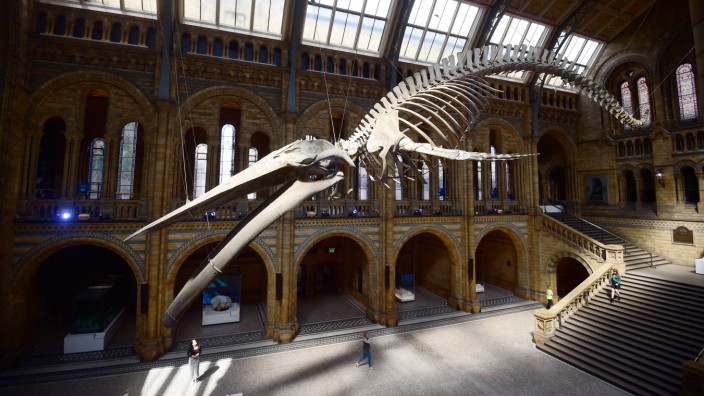 A giant blue whale skeleton is unveiled in the Hintze Hall at the Natural History Museum, London