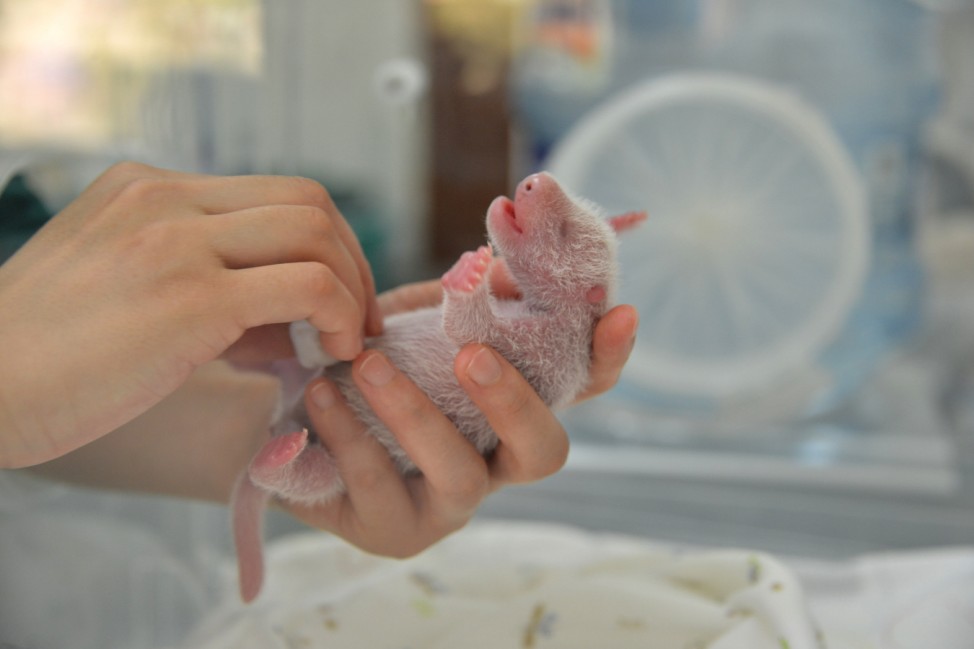 A researcher holds one of the newborn twin panda cubs which are the first pandas born at Shenshuping Panda Base in Wolong