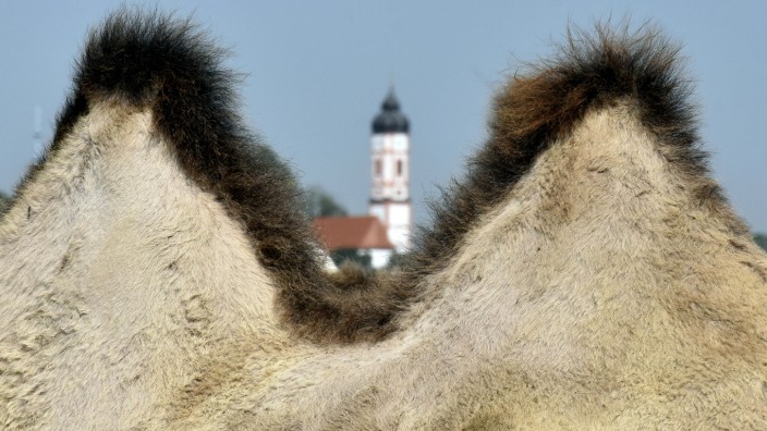 Fürstenfeldbruck: Was auf den ersten Blick wie reinste Alpenidylle wirken mag, beunruhigt manchen Tierschützer: Die beiden "Berge" gehören zu einem Kamel aus dem Zirkus.