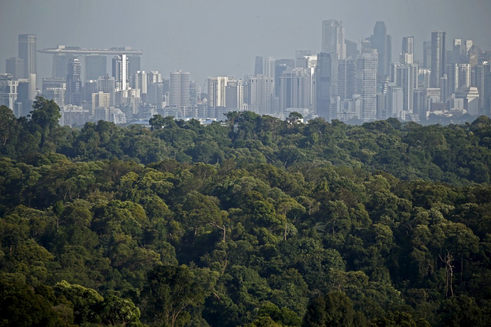 The Wider Image: Rainforest in the city