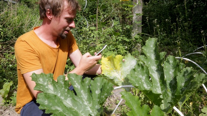 Plantix hat nach zwei Jahren bereits etwa 120.000 Nutzer: Die Diagnose-App hat es sofort erkannt: Die Zucchini-Pflanzen von Start-up-Unternehmer Korbinian Hartberger leiden unter Mehltau.