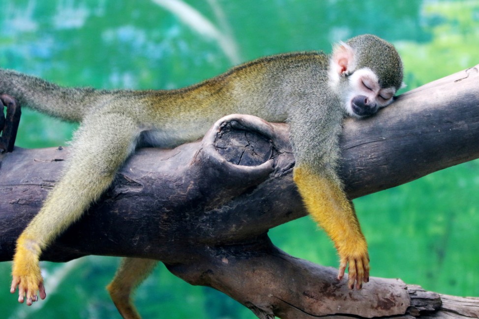 A squirrel monkey rests on a tree branch on a hot day at a zoo in Zhengzhou
