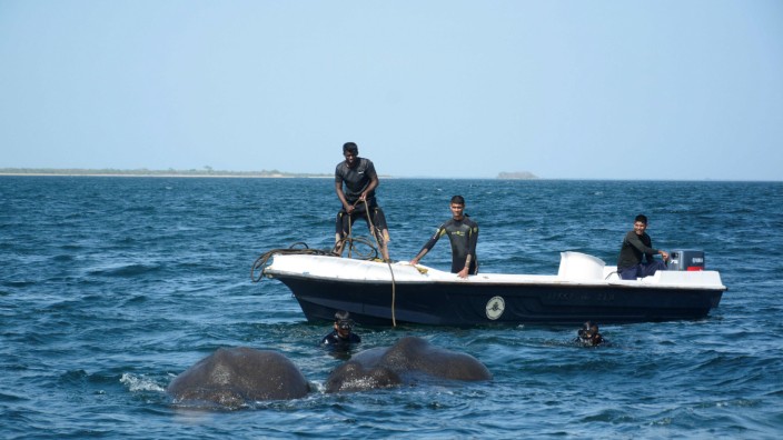 Sri Lanka: Rettung mit Seil: Mitarbeiter der Küstenwachen gelieten zwei Elefanten vor Sir Lanka wieder ins seichte Wasser zurück.