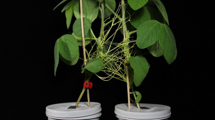 Botanik: Zwei Sojapflanzen, umgarnt von Teufelszwirn.