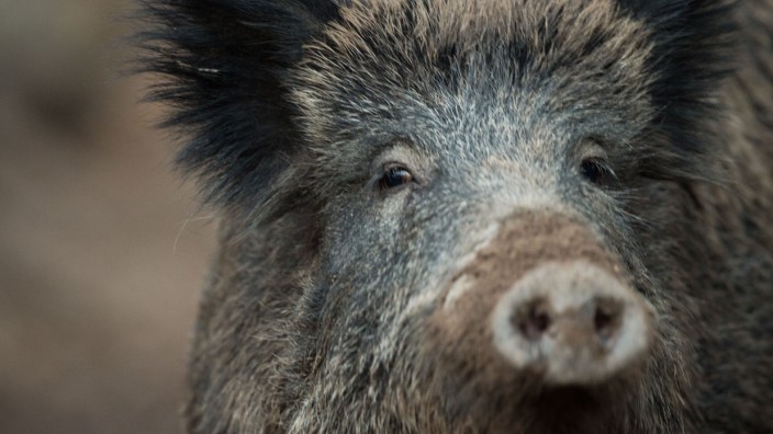 Mehr Wildschweine - Sorge wegen hohem Bestand