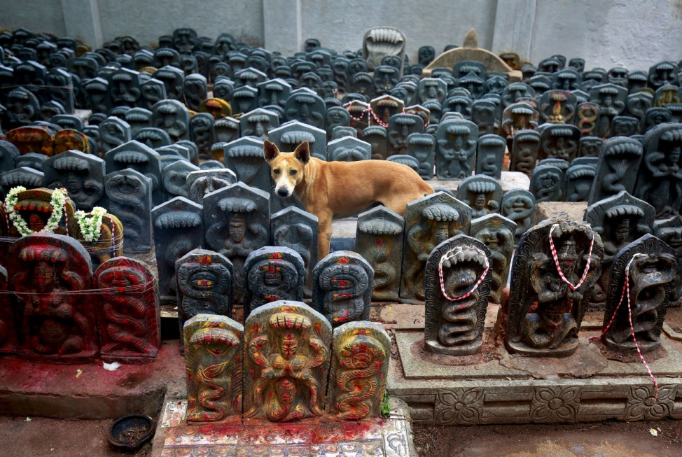 A stray dog stands amidst consecrated idols of snakes during the Hindu festival of Nag Panchami, which is celebrated by worshipping snakes to honour the serpent god, inside a temple on the outskirts of Bengaluru
