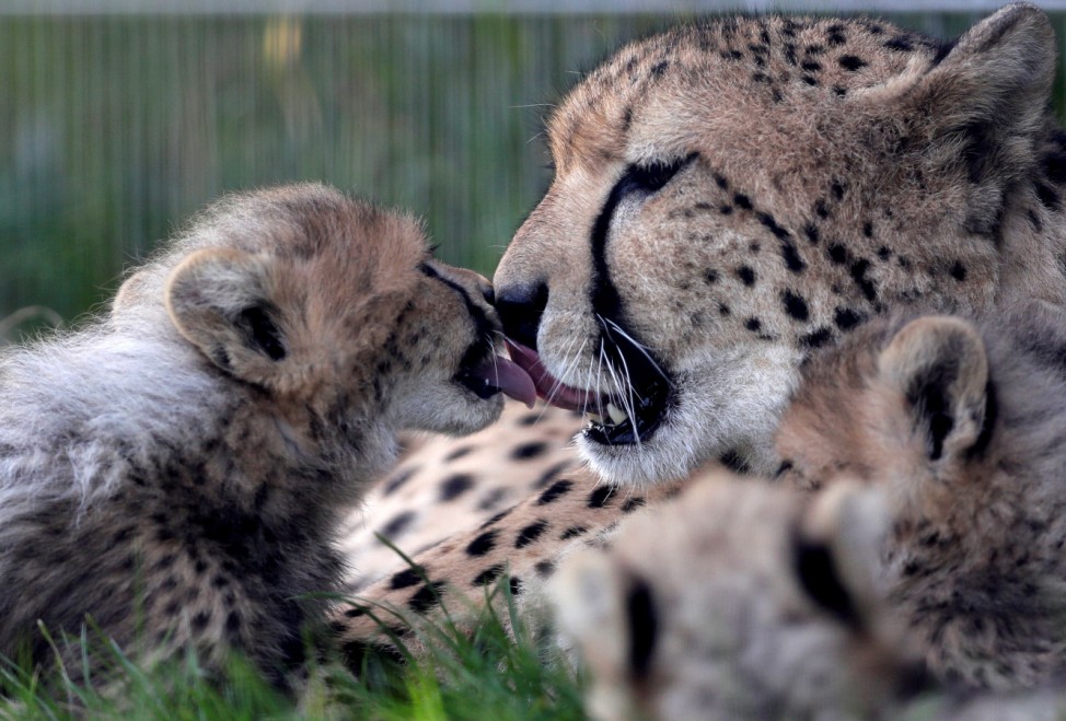 Newly-born cheetah cubs and their mother Savannah rest in their enclosure at Prague Zoo