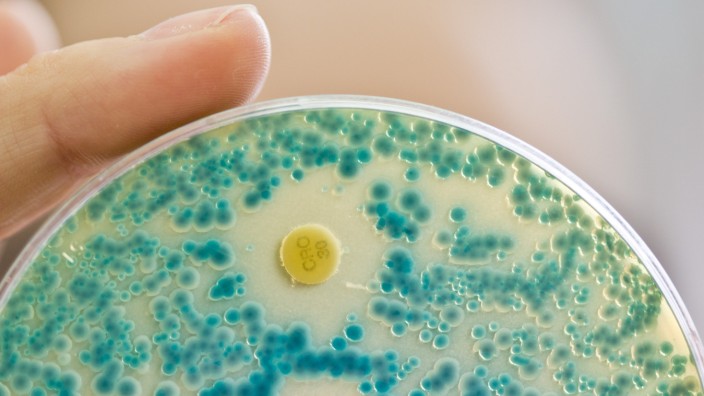 Antibiotika-Resistenz: Indikatorkulturplatte zum Nachweis von resistenten Bakterien.