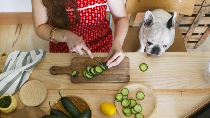 French bulldog watching woman cutting cucumber on table model released Symbolfoto property released