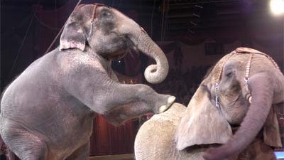 Circus Krone: Tierquälerei?: Elefanten im Circus Krone: Sind sie gequält worden?