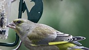 Münchner Vogelkunde (6): Fressen gehört zu seinen absoluten Lieblingsbeschäftigungen: der Grünfink.
