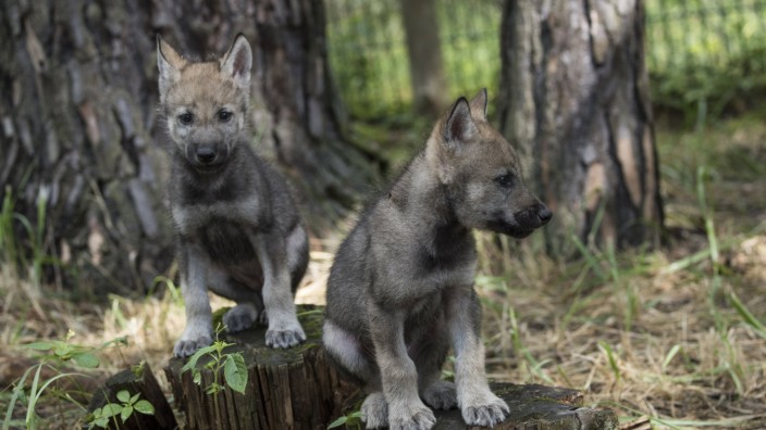 Zwei von drei jungen Wölfen im Wildpark Schorfheide in Groß Schönebeck Landkreis Barnim im Biosphä