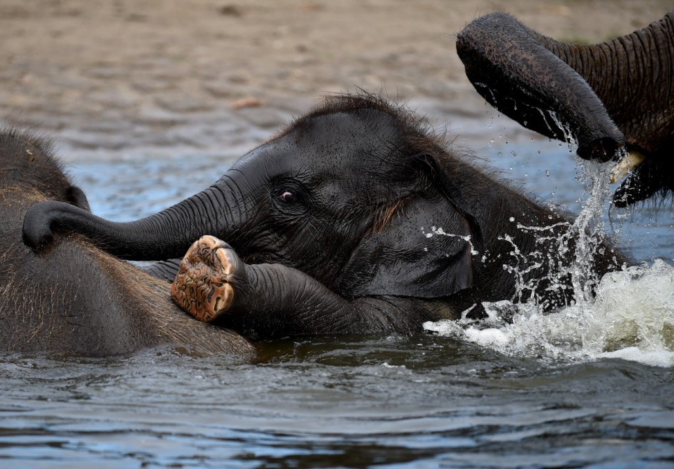 Elefantenbaden im Tierpark
