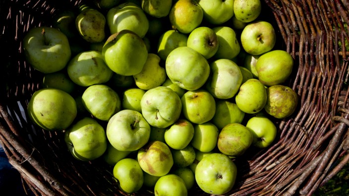 Grüne Äpfel aus Emmering, 2017