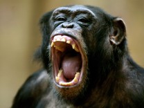 Verhaltensbiologie: Schimpansen bilden Sätze