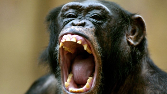 Verhaltensbiologie: Kreischen, Grunzen, Hecheln, Aufschreien, Bellen - Wissenschaftler haben insgesamt zwölf verschiedene Lautäußerungen bei Schimpansen identifiziert.