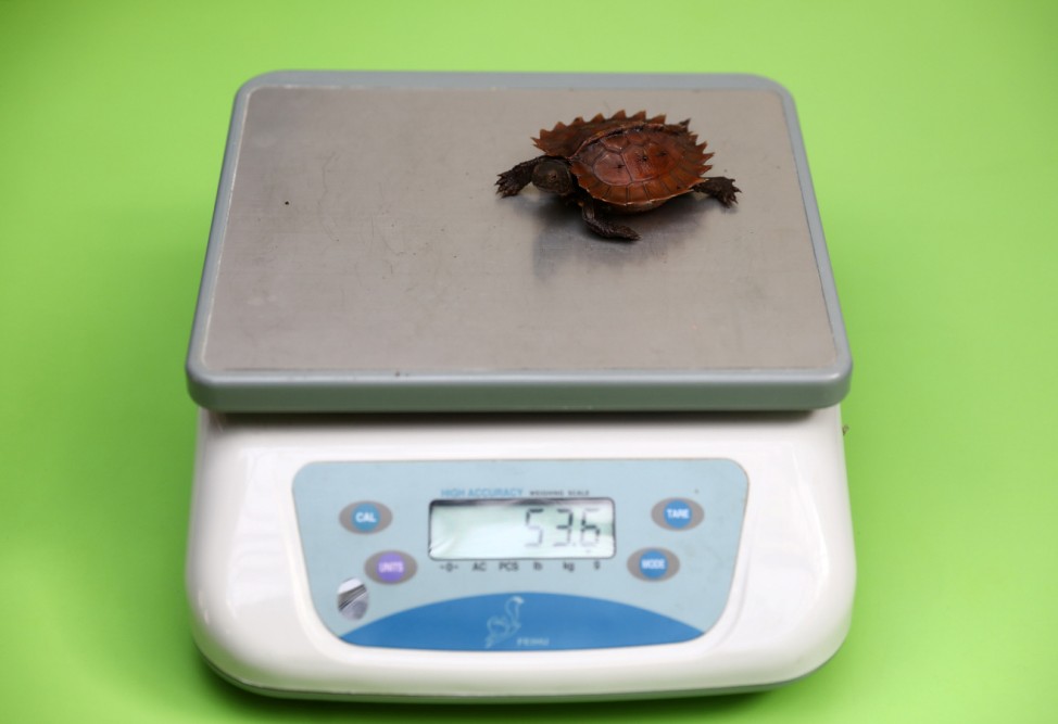 A spiny turtle stands on scales during a photocall for the annual weigh-in at London Zoo in London
