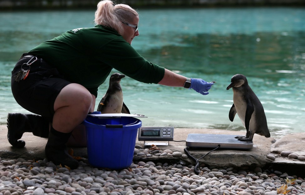 A penguin steps on scales during a photocall for the annual weigh-in at London Zoo in London