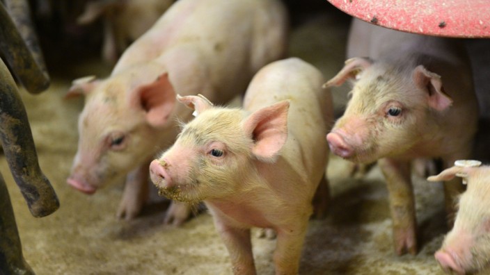 Schweinezuchtbetrieb in Thüringen